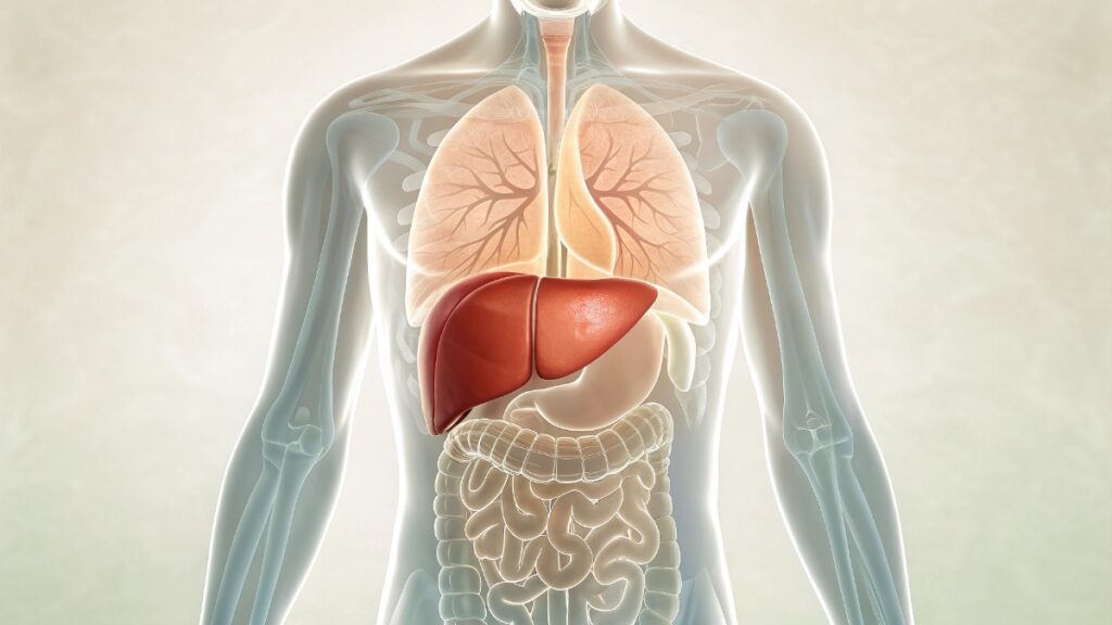 دهون الكبد: دليل شامل للحفاظ على صحة كبدك بدون خوف أو تشخيص ذاتي