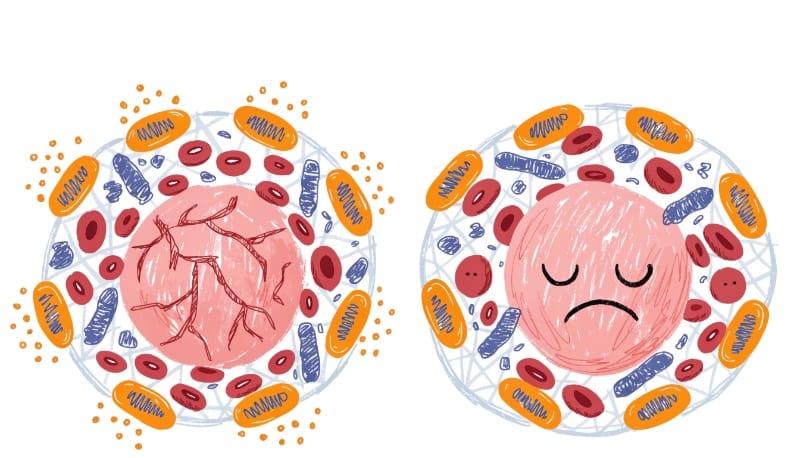 تأثير نقص فيتامين B12 على الطاقة داخل الخلايا