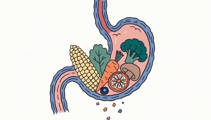 تناول الطعام بسرعة وتأثيره على عملية الهضم